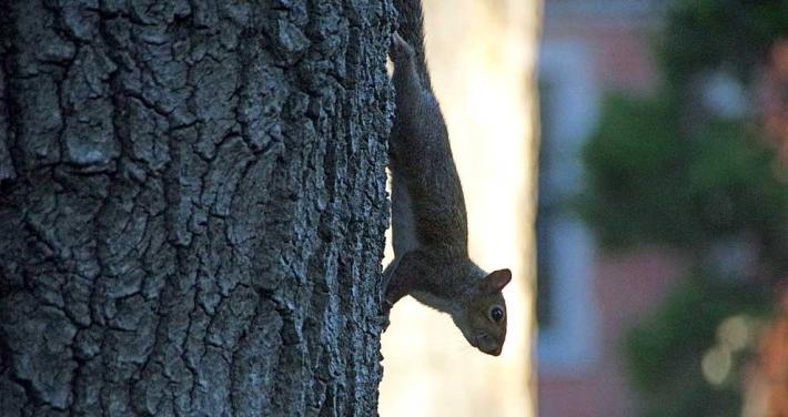 Kamikaze Squirrel